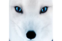 Pw 323637 Snowfox Vodka