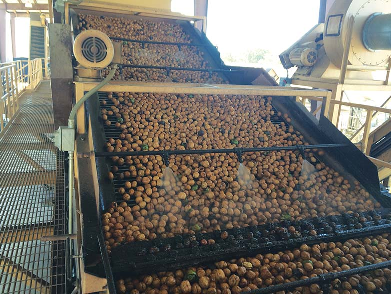 Sundial processes up to 400 tons of walnuts a day during the six-week harvest season from September to October. Photo courtesy of Danfoss.