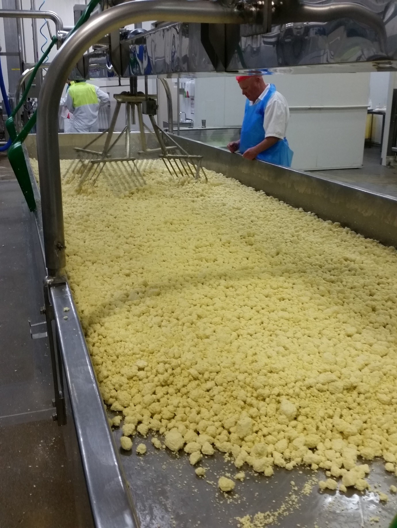 Cheese curd is drained of excess whey and pushed to one end, ready to be vacuumed and pressed into the new block forming towers. Photo courtesy of SAGE Automation.