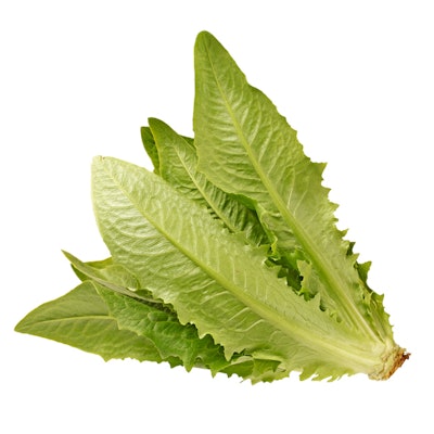 romaine lettuce