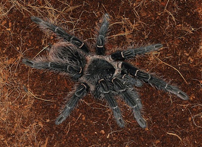 Lasiodora parahybana