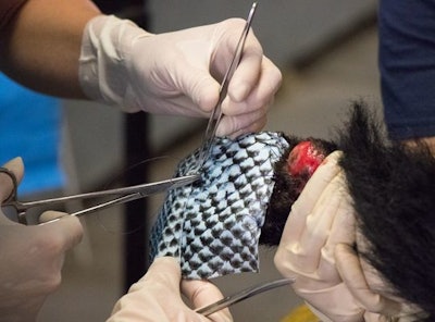 Tilapia skin attaching to the bear's paws. / Image: Travis VanZant