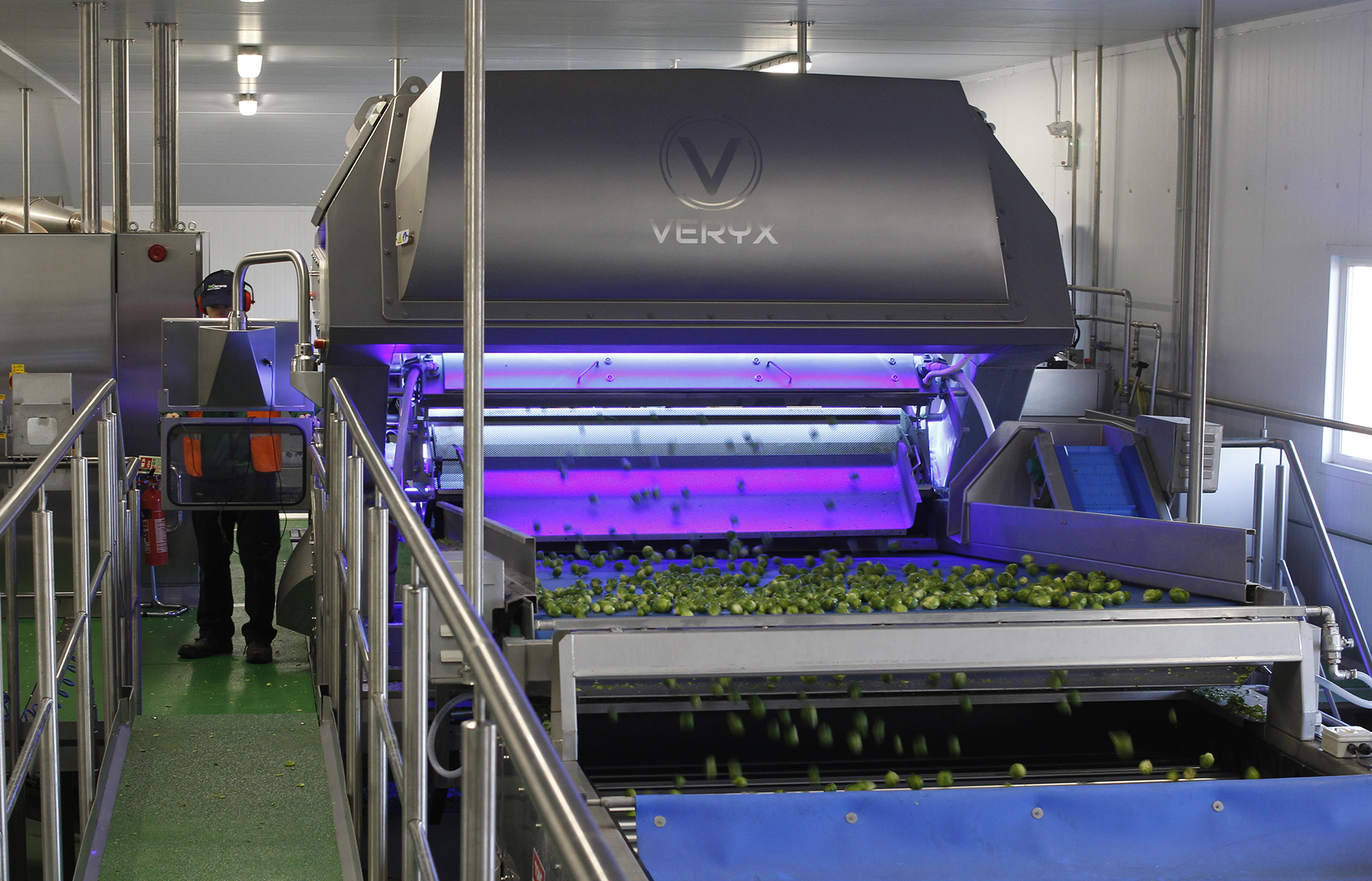 The belt-fed VERYX B175 sorter at T H Clements inspects up to 12.5 metric tons (27,500 lbs) of Brussels sprouts per hour. Photo courtesy of Key Technology.