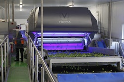 The belt-fed VERYX B175 sorter at T H Clements inspects up to 12.5 metric tons (27,500 lbs) of Brussels sprouts per hour. Photo courtesy of Key Technology.