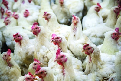 Chicken Farmers of Ontario (CFO) was able to quickly respond when the avian flu was detected thanks to a robust, scalable technology platform that provided real-time visibility, insight and traceability of stock.