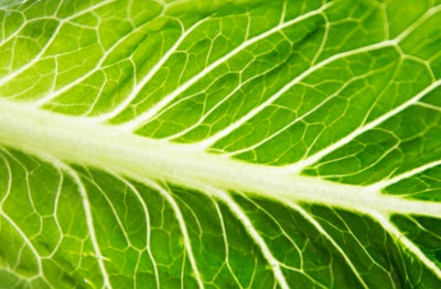 romaine lettuce leaf