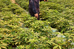 Matt Harrison, head of cultivation at TILT Holdings, checks the grow room, which holds more than 300 plants.