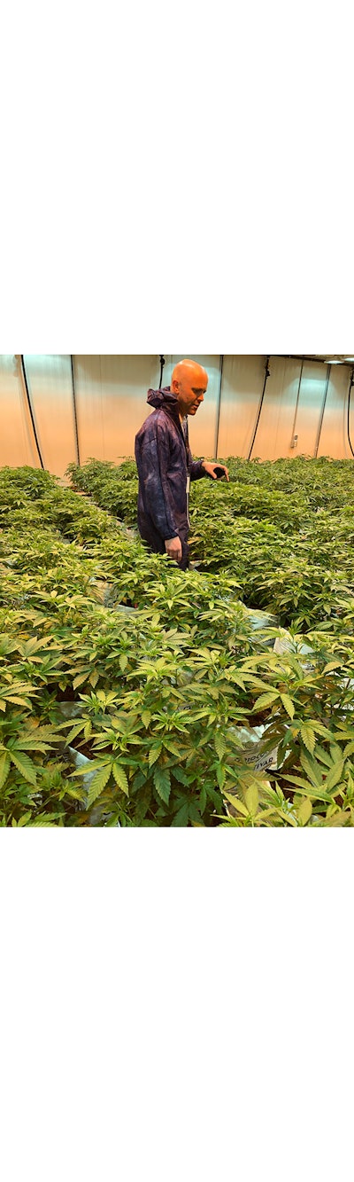Matt Harrison, head of cultivation at TILT Holdings, checks the grow room, which holds more than 300 plants.