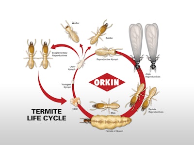 When it comes to types of termites, all areas of the U.S. are prone to subterranean termites