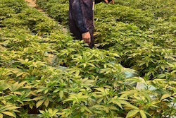 Matt Harrison, head of cultivation at Tilt Holdings, checks the grow room, which holds more than 300 plants.
