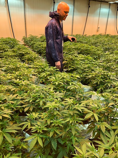 Matt Harrison, head of cultivation at Tilt Holdings, checks the grow room, which holds more than 300 plants.