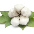Cotton plant