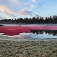 Ocean Spray Cranberry Bog 2