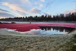 Ocean Spray Cranberry Bog 2