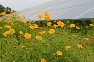 Perdue Farms Pollinator Habitat