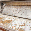 Rhino Foods’ frozen chocolate-chip cookie dough pellets—shown tumbling from a Messer Wave Freezer, ready for packing—add texture and flavor to ice creams.
