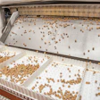 Rhino Foods’ frozen chocolate-chip cookie dough pellets—shown tumbling from a Messer Wave Freezer, ready for packing—add texture and flavor to ice creams.