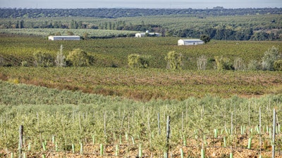 Knorr Tomato Farm