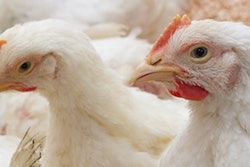 Commercial Flock3 1200x400