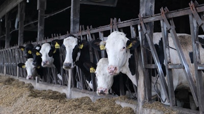 Cargill Cows