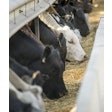 Cargill Cows 2