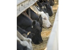 Cargill Cows 2