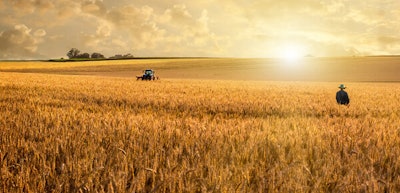 Nestle Wheat