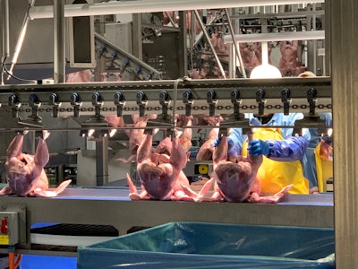 Ergonomic turkey shackles Prestage Foods