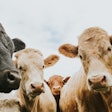 Cattle Getty Images 1255621256