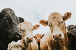 Cattle Getty Images 1255621256