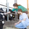 Cow Vets Getty Images 509423379