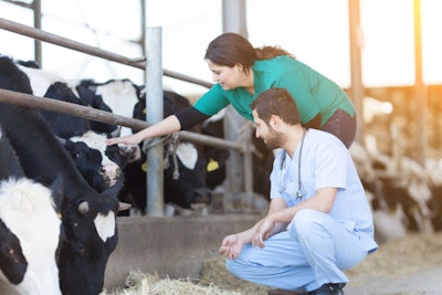 Cow Vets Getty Images 509423379