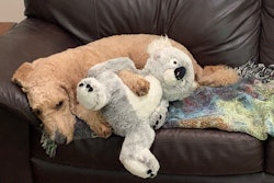 As pets become an increasingly integral part of the family, consumers change their spending habits, along with their focus on wellness and safety.