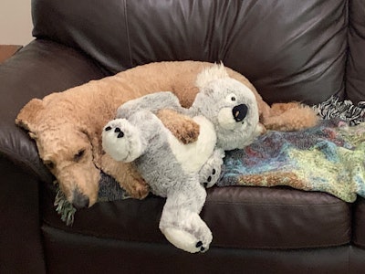 As pets become an increasingly integral part of the family, consumers change their spending habits, along with their focus on wellness and safety.