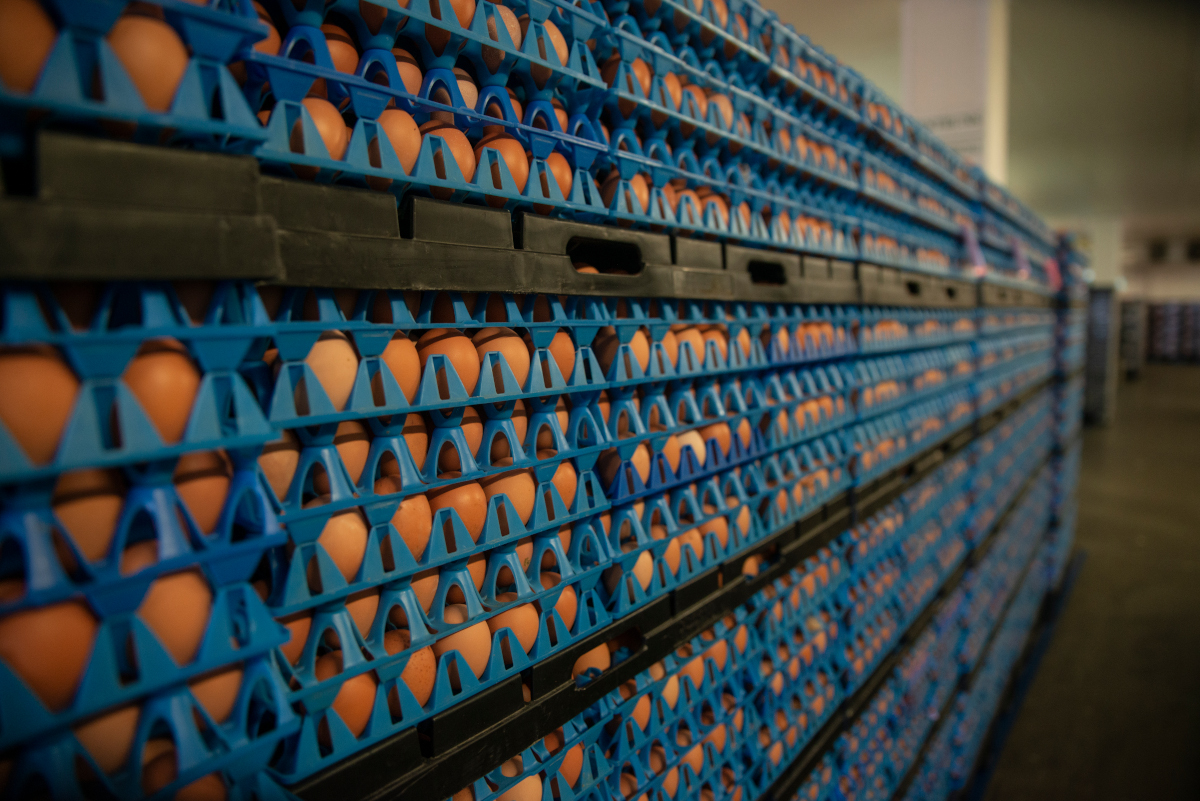 Cal-Maine Foods Eggs