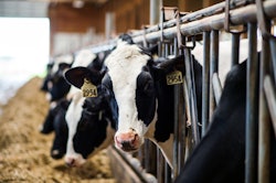 Dairy Cows Getty Images 1163959555