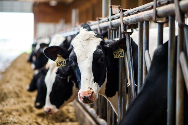 Dairy Cows Getty Images 1163959555