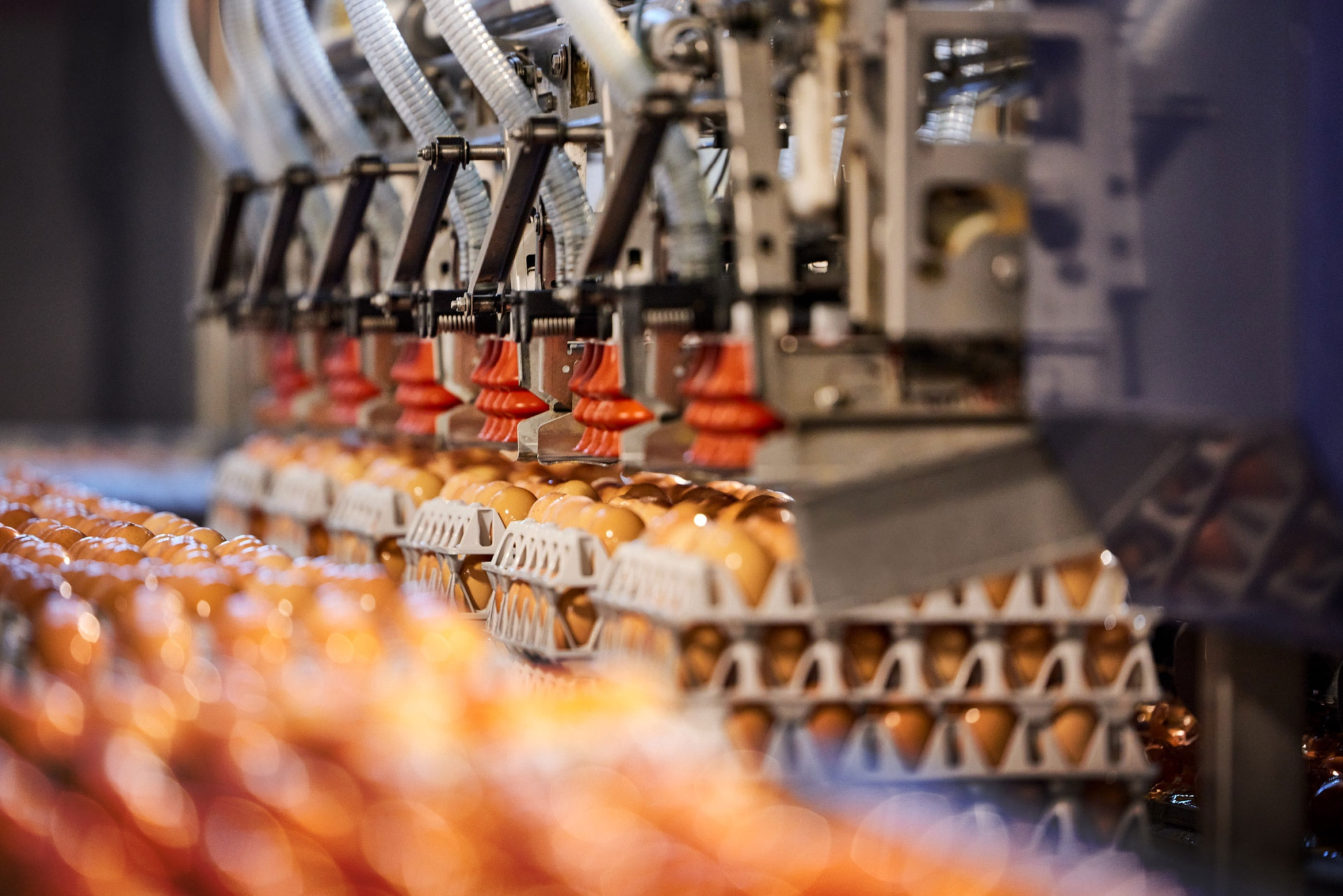 Like its predecessor in Springfield, the new Egg Central Station in Seymour will use robotics and other automation to improve production efficiency and quality.