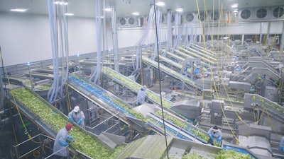 Taylor Farms Lettuce Processing