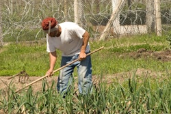 A prisoner works in a field under a guard's watch.