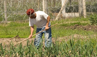 A prisoner works in a field under a guard's watch.