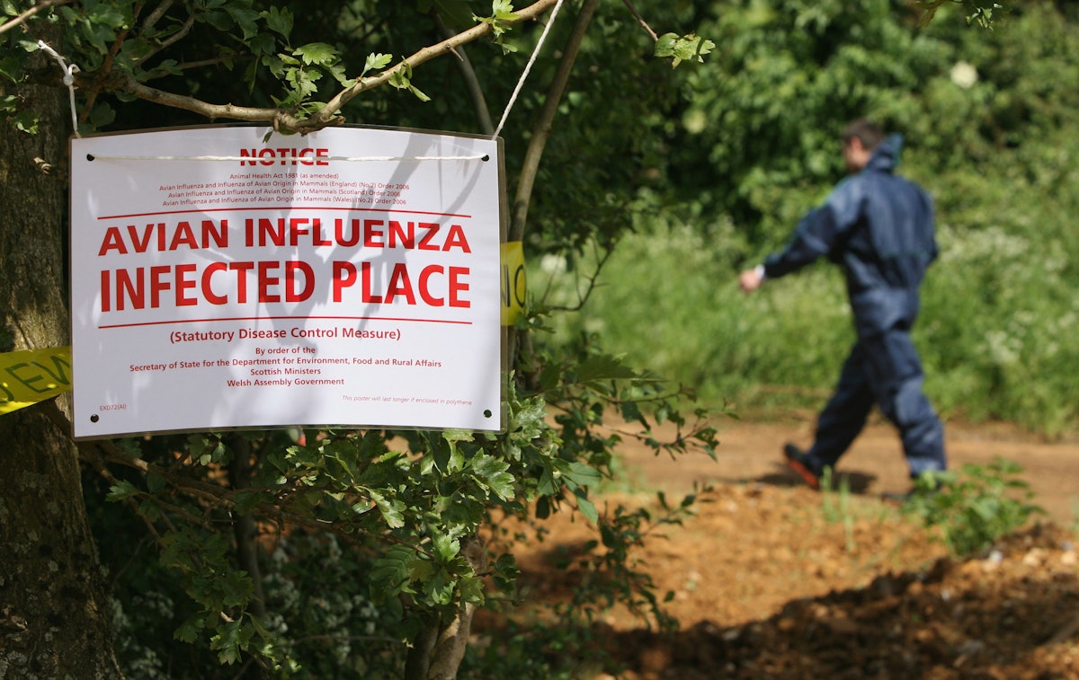 FDA Issues H5N1 Flu Requirement for Cat, Dog Food Producers