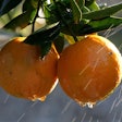 Getty Images Sprayed Oranges