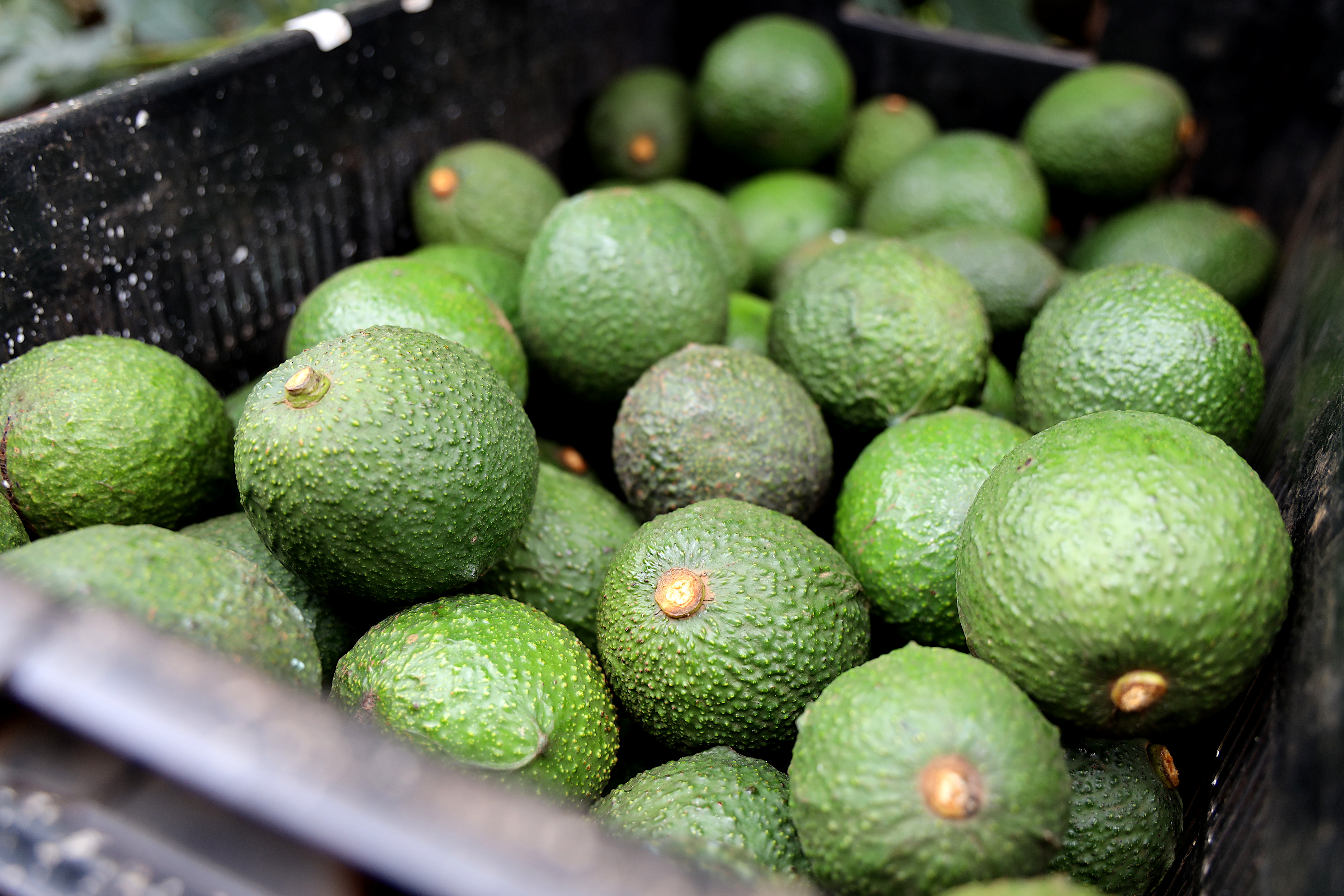 Westfalia Fruit is producing sustainable dyes with perseorangin, a pigment that makes up about 3% of an avocado stone.
