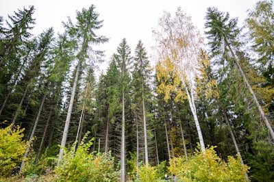 Metsä sources primarily native Nordic species, including pine, spruce, birch, and aspen, for its paperboard production. Image courtesy of Lewis Stiefel.