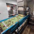 Worker monitoring nut sorting on blue industrial conveyor belt in agricultural processing facility